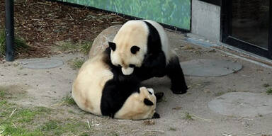 Panda im Kopenhagener Zoo ausgerissen