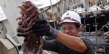 Neue "gigantische" Meerassel in Indonesien entdeckt