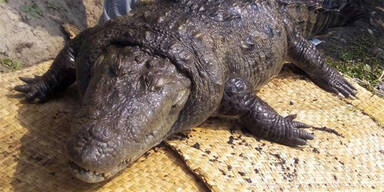 Heiliges Krokodil stirbt mit 100 Jahren