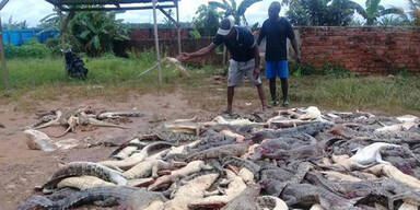 Dorfbewohner schlachteten 292 Krokodile ab