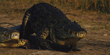 Krokodil tötet Mutter und Baby