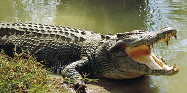 Zoo Zürich erschoss Krokodil nach Biss in Hand von Pflegerin