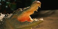 Killer-Krokodil frisst Mädchen (12) 