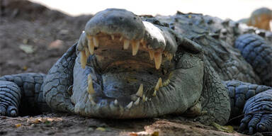 Riesiges Krokodil zerfleischt Touristen