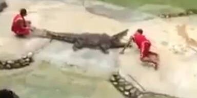 Krokodil beißt Dompteur in den Kopf