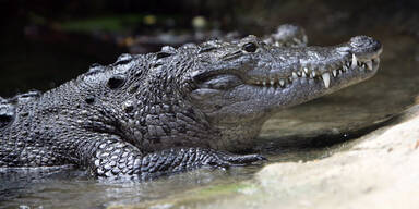 Krokodil frisst schwangere Frau