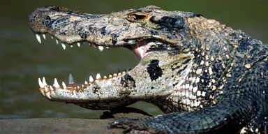 Krokodil im Profil