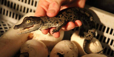 Dutzende Baby-Krokodile aus Wildpark gestohlen
