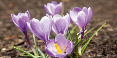 Krokus im Kampf gegen Krebs