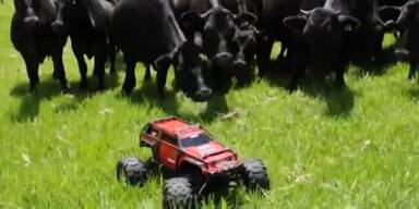 Kühe jagen ferngesteuertes Auto