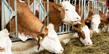 Berichte bestätigen: 21 Kühe auf Bauernhof verhungerten