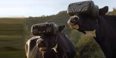 Kühe sollen dank VR-Brillen mehr Milch geben