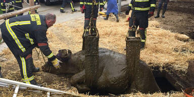 Feuerwehr rettet Kuh aus Jauchengrube