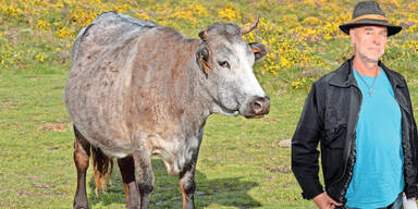 Über 500.000 Euro Strafe für Kuh-Attacke in Tirol