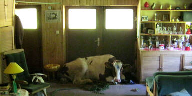 Kuh drang in Wohnzimmer ein
