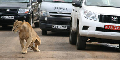 Wilder Löwe attackiert Fußgänger
