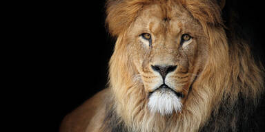 Löwen und Tiger im Zoo von Washington positiv auf Corona getestet