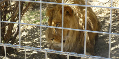 Kalifornien: Löwe tötet Tierpflegerin