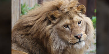 Illegale Zuchtstation in Zoo: Löwe endlich gerettet