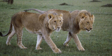Berühmte BBC-Löwen in Kenia vergiftet