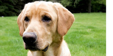 Tierquäler vergiftet süße Labradorhündin