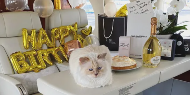 Lagerfelds Katze feiert Luxus-Geburtstag im Privatjet