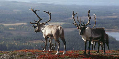 Entdecken Sie Lappland!