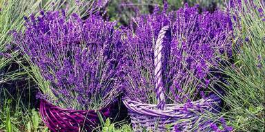 Lavendel