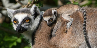 Schönbrunn freut sich über Lemuren-Babys