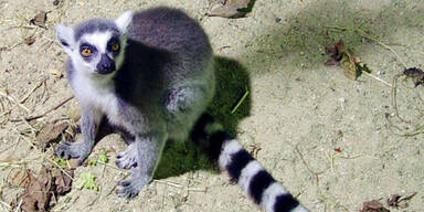 lemuren_