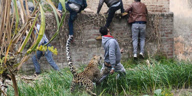 Video zeigt: Leopard versetzt Stadt in Panik