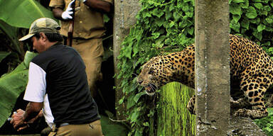 Leopard fällt Wildhüter in Indien an