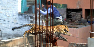 Leopard streunt durch Stadt und löst Panik aus