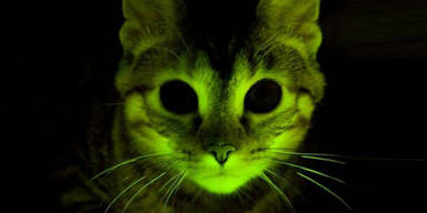 "Leuchtkatzen" sollen gegen HIV helfen