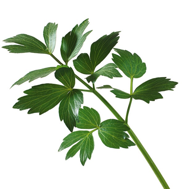 Liebstöckel