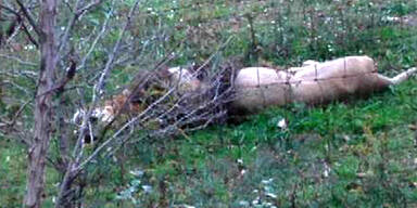 Massaker an Bären und Löwen in den USA