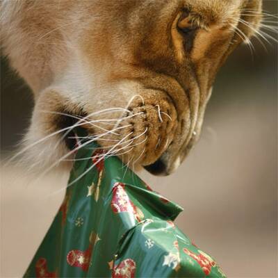 Tierische Weihnachten im Zoo