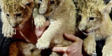 Baby-Löwen im Zirkus werden von Hand aufgezogen