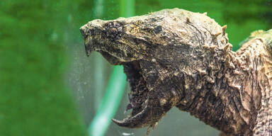 Amok-Schildkröte beißt wieder zu