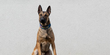 Polizeihund stöberte Einbrecher in Wiener City-Kanzlei auf