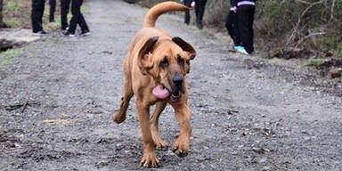 Hund läuft Halbmarathon: Medaille gewonnen