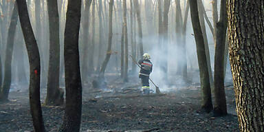 Feuerwehren kämpfen gegen Waldbrand 