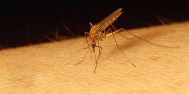 West-Nil-Virus an Mücken entdeckt