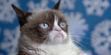 Netz-Phänomen: Grumpy-Cat ist tot