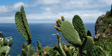 Madeira: Insel im Aufwind