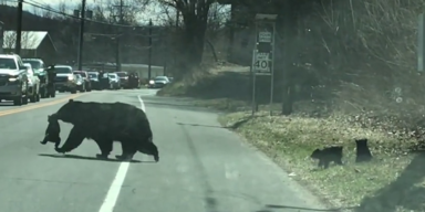 Bär trägt seine Jungen über die Straße