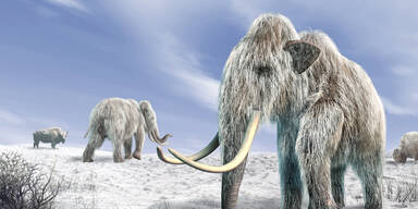 Forscher wollen Mammuts auferstehen lassen