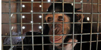 Rauchender Affe aus Zoo befreit