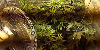 Polizei erntete Marihuana-Pflanzung ab