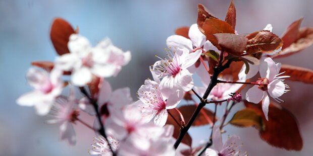 Marillenblüte in der Wachau hat begonnen